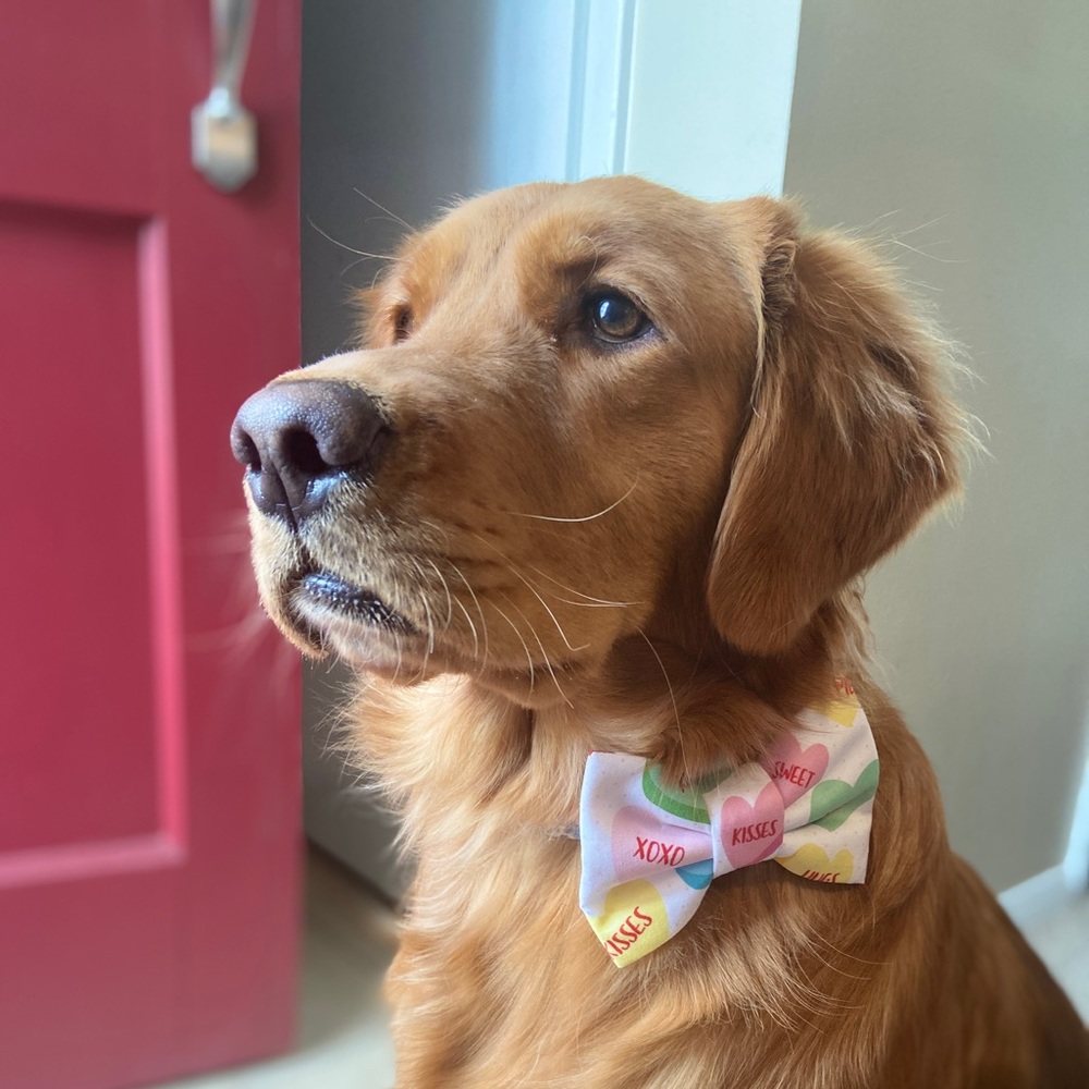 🟫Special Occasion Bow Ties!
